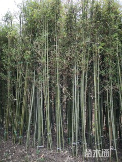 2公分雷竹