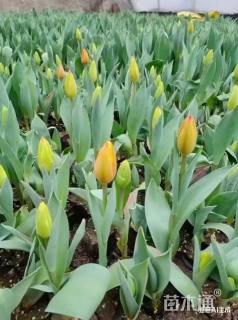 高度25厘米郁金香