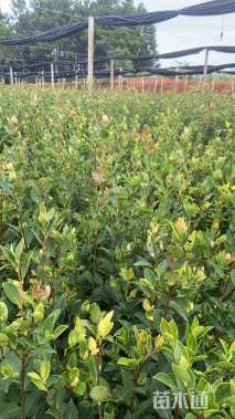 高度30厘米油茶