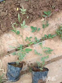 高度25厘米蔷薇