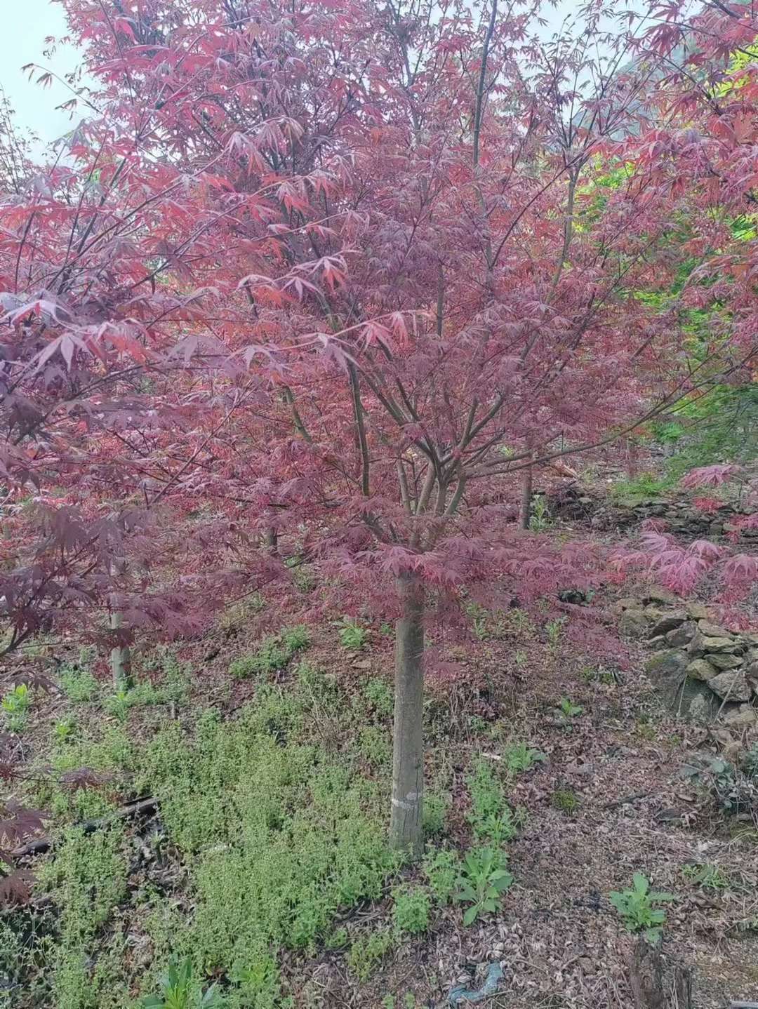 8公分日本红枫