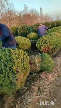 冠幅120厘米龙柏球