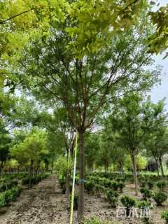 12公分国槐