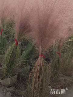 高度1厘米粉黛乱子草