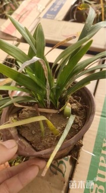 高度10厘米兰花