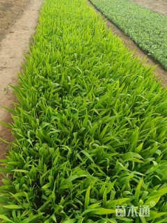 高度20厘米鸢尾