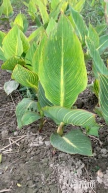 高度60厘米花叶美人蕉