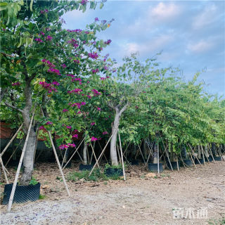 15公分洋紫荆