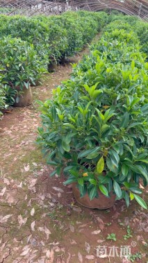 高度50厘米非洲茉莉球