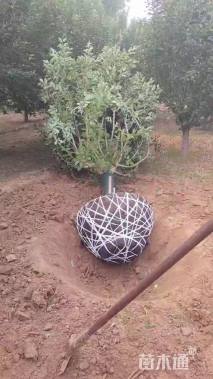 13公分绚丽海棠