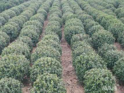 冠幅120厘米卫矛球