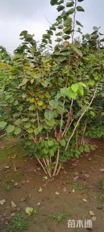 高度250厘米紫荆