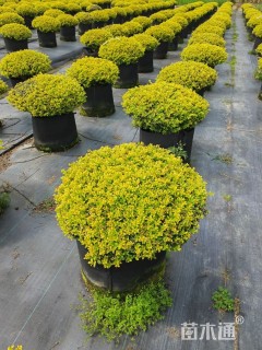 冠幅60厘米冬青球