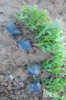 高度30厘米毛鹃