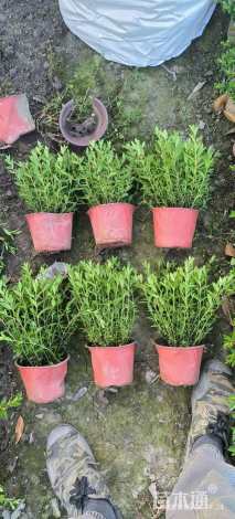 高度25厘米满天星