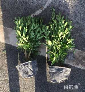 高度30厘米雀舌黄杨
