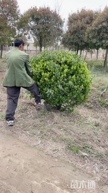 冠幅150厘米大叶黄杨球