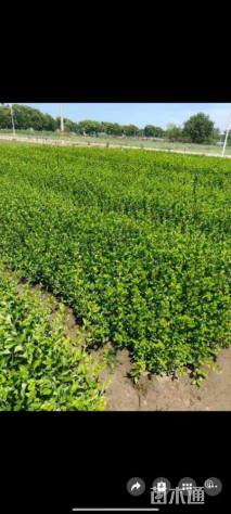 高度30厘米卫矛小苗