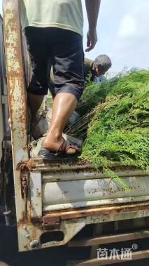 高度260厘米黑松