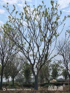 45公分朴树