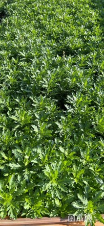 高度20厘米木春菊