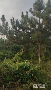 高度600厘米黑松