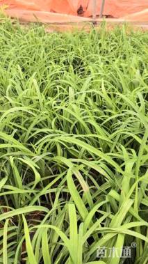 高度25厘米大花萱草