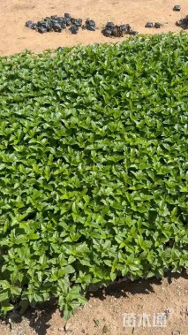 高度25厘米菊花