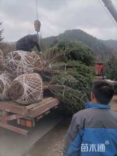 高度700厘米云杉