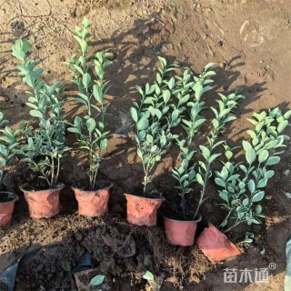 高度70厘米金边黄杨