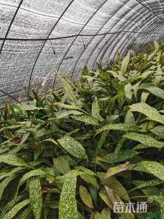 高度80厘米洒金一叶兰