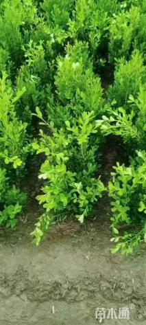 高度45厘米小叶黄杨