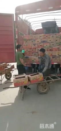 高度30厘米非洲凤仙