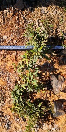 高度25厘米毛鹃