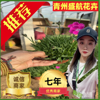 高度15厘米欧石竹