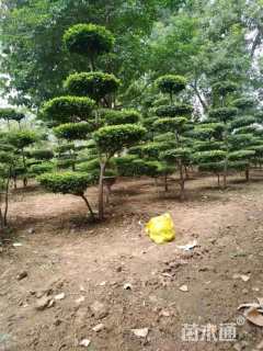 高度150厘米小叶女贞