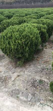 冠幅150厘米龙柏球