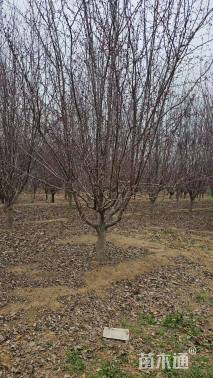 11公分红丽海棠