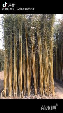 地栽苗刚竹