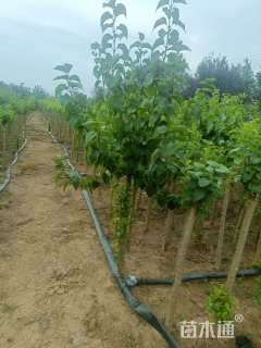 高度150厘米丁香