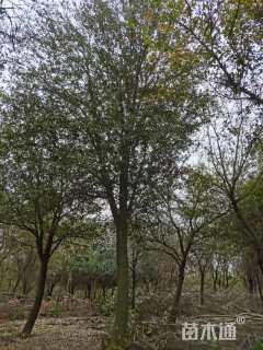 18公分弗吉尼亚栎