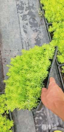 高度5厘米佛甲草