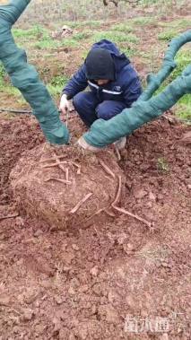 高度250厘米果石榴