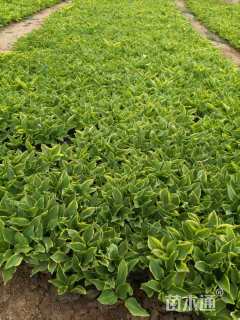 高度20厘米金边玉簪