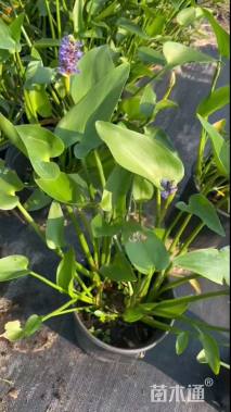 高度40厘米梭鱼草