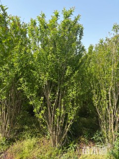 高度300厘米丛生石榴