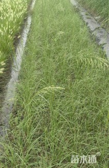 高度70厘米芒草