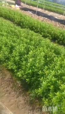 高度20厘米毛鹃