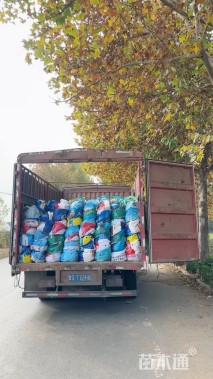 高度70厘米细叶芒