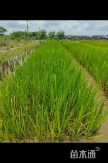 高度60厘米黄菖蒲